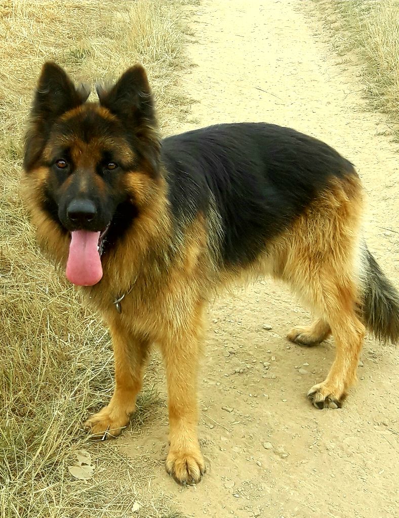 Lester Du Mistral Normand