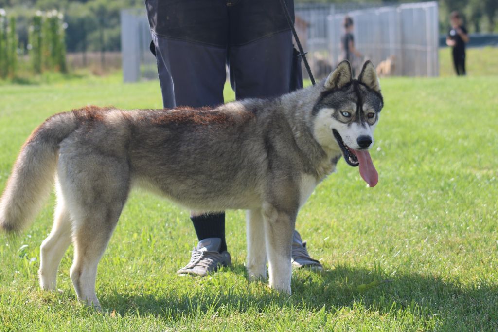P-laika Du Clan Des Abélias