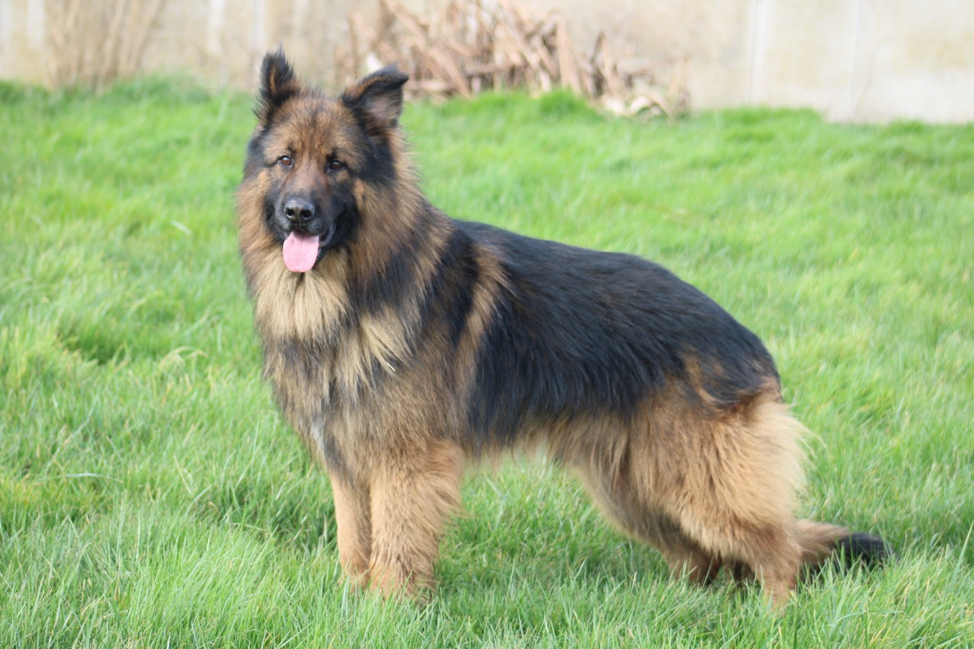 Sirius (Sans Affixe)